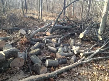 [Hearth.com] Productive Morning in the Woods