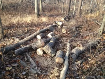 [Hearth.com] Productive Morning in the Woods