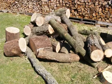 [Hearth.com] Twenty two year old ash tree