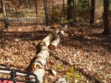 [Hearth.com] Dead longleaf and homemade fatwood