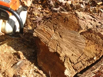 [Hearth.com] Dead longleaf and homemade fatwood