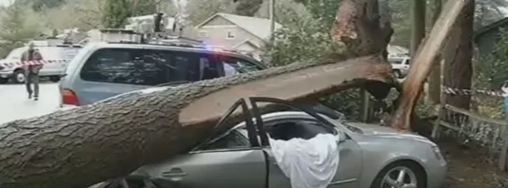 [Hearth.com] Truck Speared by Tree