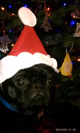 [Hearth.com] Christmas pug warming his bones