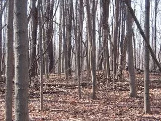 [Hearth.com] Worked in the cherry woods today again.