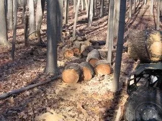 [Hearth.com] Worked in the cherry woods today again.