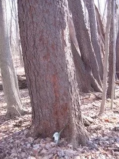 [Hearth.com] Worked in the cherry woods today again.