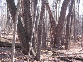 [Hearth.com] Worked in the cherry woods today again.