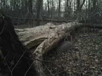 [Hearth.com] Tree Id please