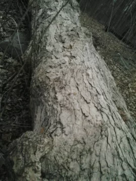 [Hearth.com] Tree Id please