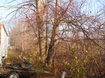 [Hearth.com] Felling trees that bunched together ???