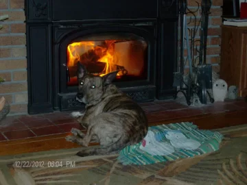 [Hearth.com] Your pup enjoying the stove or insert.