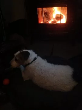 [Hearth.com] Your pup enjoying the stove or insert.