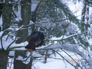 [Hearth.com] Roosting in The Pines