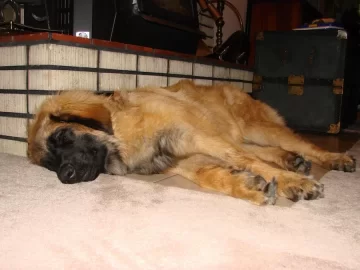 [Hearth.com] Your pup enjoying the stove or insert.