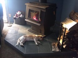 Your pup enjoying the stove or insert.