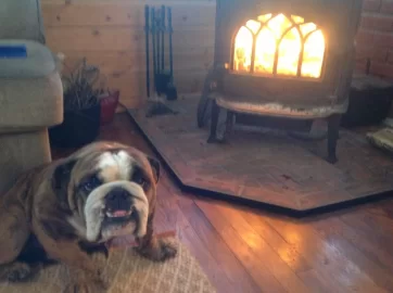 [Hearth.com] Your pup enjoying the stove or insert.