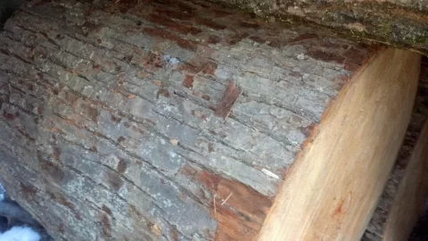 [Hearth.com] can anyone id this wood?