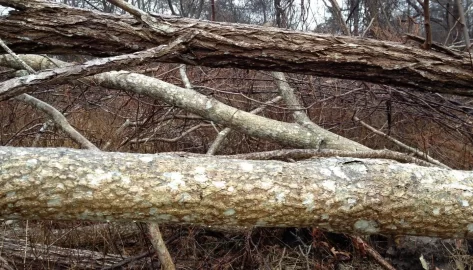 [Hearth.com] Another Wood ID?  What's this tree?