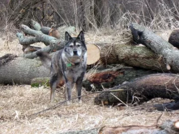 [Hearth.com] My single log skidder