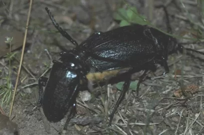 [Hearth.com] Holy Crap, Bugs in the woodpile!