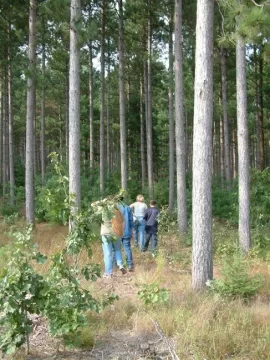 [Hearth.com] red pine in a gasifier?