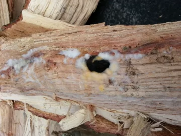 [Hearth.com] What's growing on this wood?