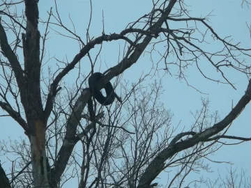 [Hearth.com] Tire in a tree??  Help solve the caper??