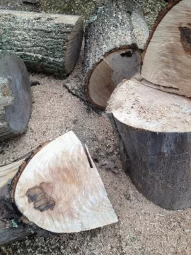 [Hearth.com] Wood ID and first shed