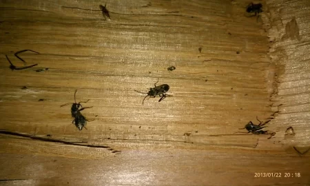 [Hearth.com] What is this bug? My firewood is infested.