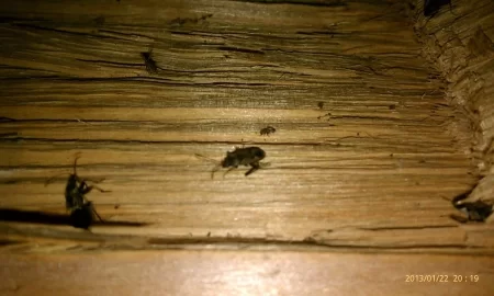 [Hearth.com] What is this bug? My firewood is infested.