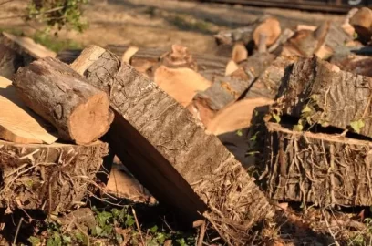 [Hearth.com] Tree ID please