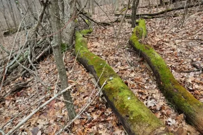 [Hearth.com] So I Found This Old Moss Covered Log.....