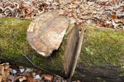 [Hearth.com] So I Found This Old Moss Covered Log.....