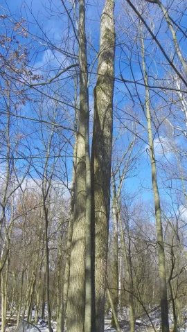 [Hearth.com] Almost perfect day to be in the woods