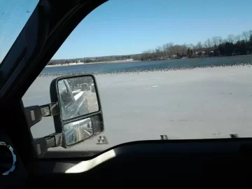 [Hearth.com] Geese swarming open water