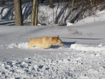 [Hearth.com] Documenting Blizzard Feb-2013 in photos