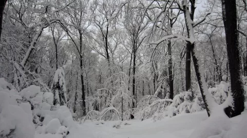 [Hearth.com] Documenting Blizzard Feb-2013 in photos