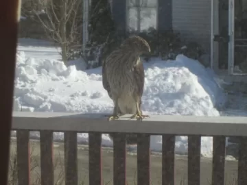 [Hearth.com] Another hawk rescue