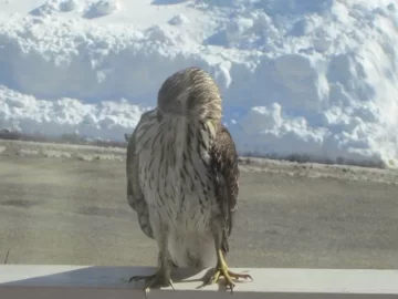 [Hearth.com] Another hawk rescue