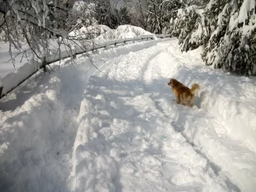 [Hearth.com] Documenting Blizzard Feb-2013 in photos