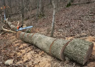 [Hearth.com] The White Oak Is Down