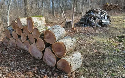 [Hearth.com] The White Oak Is Down