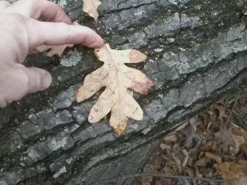 [Hearth.com] Oak ID and a big hollow Ash