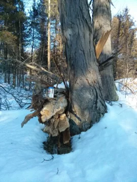 [Hearth.com] Is this Shagbark Hickory and approx yield