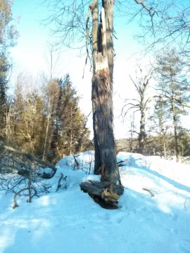 [Hearth.com] Is this Shagbark Hickory and approx yield