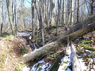 [Hearth.com] Uprooted trees to take...but how?