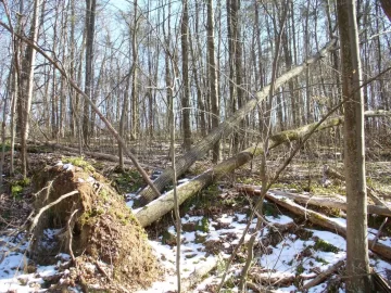 [Hearth.com] Uprooted trees to take...but how?