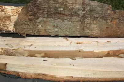 [Hearth.com] Firewood eating insect ID