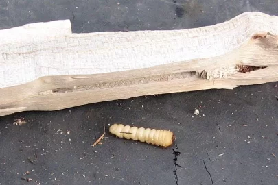 [Hearth.com] Firewood eating insect ID