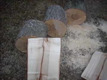 [Hearth.com] Tree ID please,  another Sandy victim!